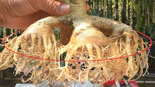 Adenium Root Training to Craft a Masterpiece Bonsai (update upto 3rd phase)