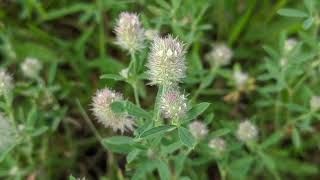 Конюшина польова (Trifolium arvense) - такі милі \