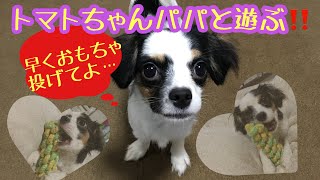 【パピヨンのトマトちゃん】パパとるるるるる〜♫謎の遊びをする😂おもちゃを投げて欲しいらしい。