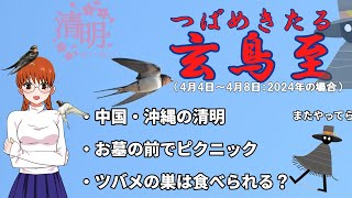 七十二候　13　玄鳥至（つばめきたる）　#二十四節気　#七十二候　#雑学　#清明　#玄鳥至　#燕　#つばめ　#ツバメ　#ウーシーミー　#清明祭