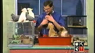 World's Worst Petkeeper on TV