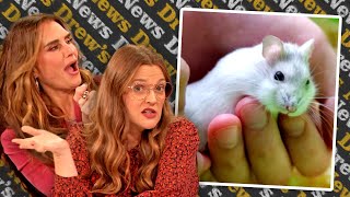 Brooke Shields and Drew Debate Which Pets Indicate a Man Is a Cheater | Drew's News