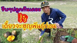 วิธีการปลูกตาลโตนด|ปลูกง่าย|อนุรักษ์พันธุ์|ขยายพันธุ์|หนึ่งปีผ่านไป