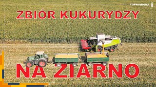 🌽 Pierwsze zbiory kukurydzy na ziarno 2024 | Nicolo \u0026 Baron | Top Nasiona