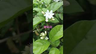 茉莉花