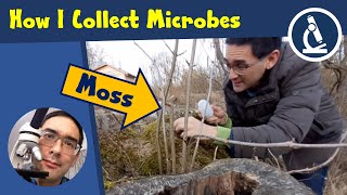 🔬 131 - How to find interesting MICROBES and INSECTS in moss