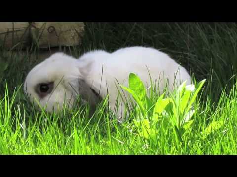 BudgetBunny: Treating Mites In Rabbits BudgetBunny: Treating Mites In Rabbits