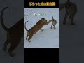 『遊んでママ♪』レイ＆イオ。旭山動物園のライオンオリトイオファミリー shorts zoo lion animals