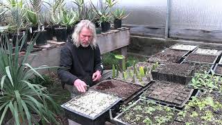 How to Plant Pre-germinated Seeds