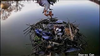 Dahlgren Osprey Cam ~ Got Bear? 🐻 Jack Brings In Another Teddy Bear \u0026 A Live Big Fish! 😊 3.22.21