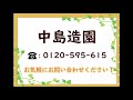 コゴメヤナギ（小米柳）の性質・剪定・お手入れ　～大木になる木～　加須市・久喜市・幸手市の植木屋