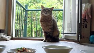 野良猫寿三郎はかわいい　本日の[寿御飯]は豪華小鉢五膳となってます