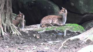 台北市立動物園   梅花鹿 TAIPEI ZOO