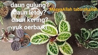 memperbaiki calatea yang rusak