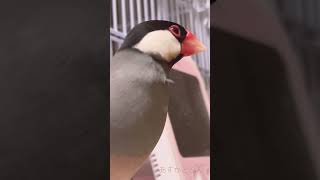 カメラ目線も忘れない可愛い文鳥⚪︎桜文鳥の福ちゃん　Java sparrow