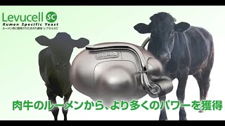 生きた酵母レブセルSC：肉牛のルーメンから、より多くのパワーを獲得