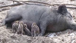 New born Wild Baby Boars   Wildschwein Frischlinge