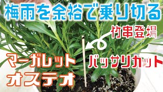 春植・マーガレットやダブルオステオ、梅雨時期の重要な管理方法【マーガレット・オステオ6月】