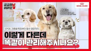 리트리버는 살 찔 확률이 높다? 견종별 특징 잘~ 살펴봐야 합니다! | 궁금하냥🐱, 이리오개🐶 _ep.08