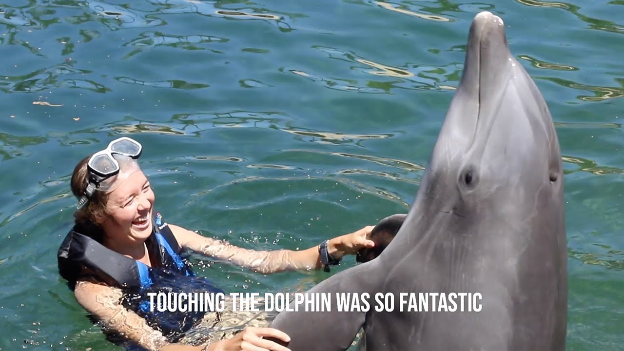 Dolphin Quest Hawaii - Guest Testimonials - YouTube