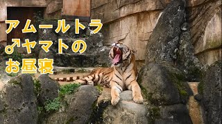 アムールトラ　♂ヤマトのお昼寝