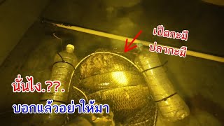 นั่นไง.??.บอกแล้วอย่าให้มา.!!.เลาะกลางคืนหาใต้ปลาหานกเป็ด.หาอยู่หากินบ่าวแมนแดนอีสาน