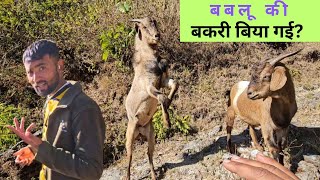 आज गए बकरियां चुगाने || बबलू की बकरी बिया गई😅Pahadi Lifestyle Vlog⛰️ by.@yashpahadiofficial