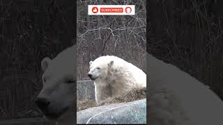 POLAR BEARS are Hypercarnivorous Bears who Hunt Seal on Arctic Sea Ice #shorts #trending #polarbear