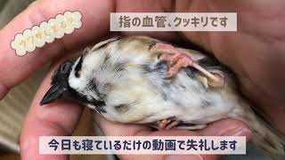 スズメのキリちゃん、今日も寝ているだけの動画です…