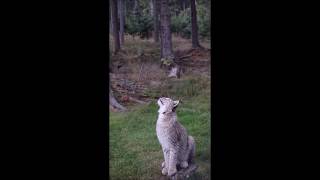 Lynx jumping for its prey