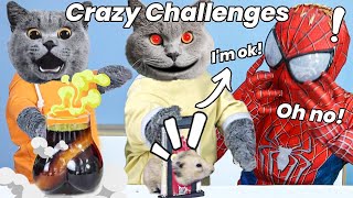Oscar’s Most Viewed Video Collection Will Delight You😸|Oscar‘s Funny World|Cute And Funny Cat TikTok