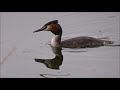 great crested grebe カンムリカイツブリ