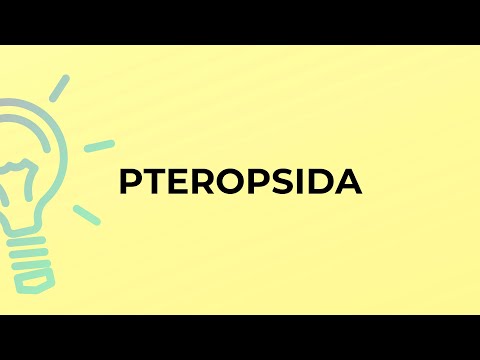 What does Pteropsida mean?