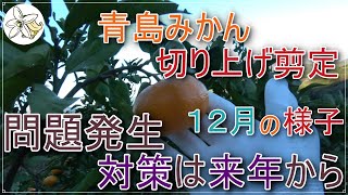 青島みかん切り上げ剪定１２月の様子共有