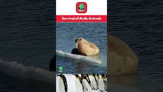 Top 10 Survival Strategies of Arctic Animals #shorts #zoologyinsight #animals