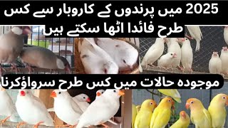 Birds Business Say 2025 May Kis Tarha Profit earn kar sakte hain || Birds Business Tips ASIF BIRDS