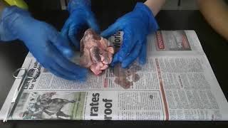 Golden Opportunity Day Heart Dissection