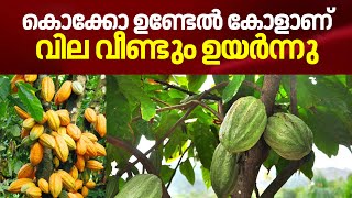 കൊക്കോ ഉണ്ടേൽ കോളാണ് ;വില വീണ്ടും ഉയർന്നു | Cocoa fruit price hike | Cocoa Farmers | Kerala