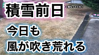 【芝生壊滅・TM9＋西洋芝】245日目　雪予報なのに積もらない！どーせなら早く積もってくれ！