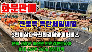 화분판매 전품목폭탄쎄일쎄일 010 4499 2456 5만이상무료배송 3만이상다육친환경영양제써비스 주문은 문자로주세요