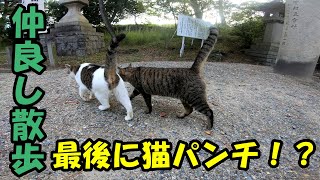 ２匹並んでさんぽする仲良し野良猫が可愛すぎる！！