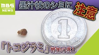 墨汁状のシミ見つけたら注意！『トコジラミ』の痕跡かも…被害増加の兆しでチェックすべき「ベッド」「カーテン」「ソファー」被害防ぐには？どこにいる？見つけたら駆除はどうすれば？（2023年7月4日）