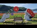 꽃향기 가득한 경기도 가평 2022 자라섬 남도 꽃정원 flowers garden of jara island