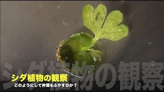 シダ植物の観察