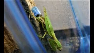 青い卵鞘を産むカマキリ！Mantis great mother