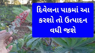 દિવેલા ના પાક માં આ કરશો તો ધાર્યું ઉત્પાદન આવશે જુઓ વિડિઓ#castor