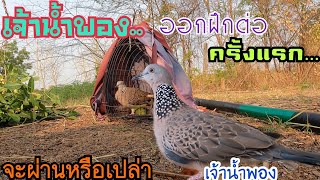 “ เจ้าน้ำพอง “ นกเขาใหญ่ออกฝึกต่อครั้งแรก…จะผ่านหรือเปล่า