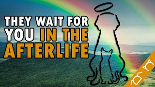 The Rainbow Bridge For Dogs And Cats
