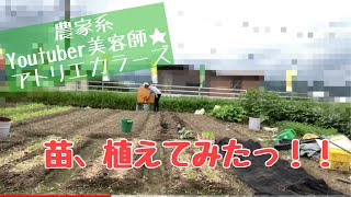 農業女子がキャベツ、白菜、ブロッコリー、レタスの苗、植えてみた！！