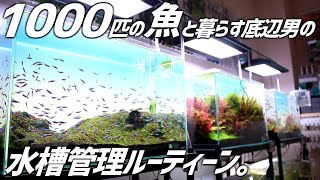 1000匹の魚と暮らす底辺男の水槽管理ルーティーン#192【アクアリウム】